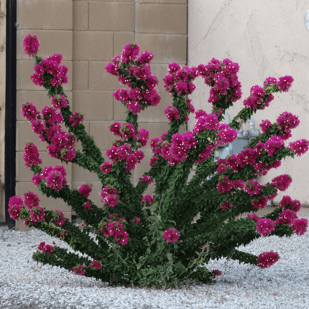 Torch Glow Bougainvillea Seeds - Flower Plant