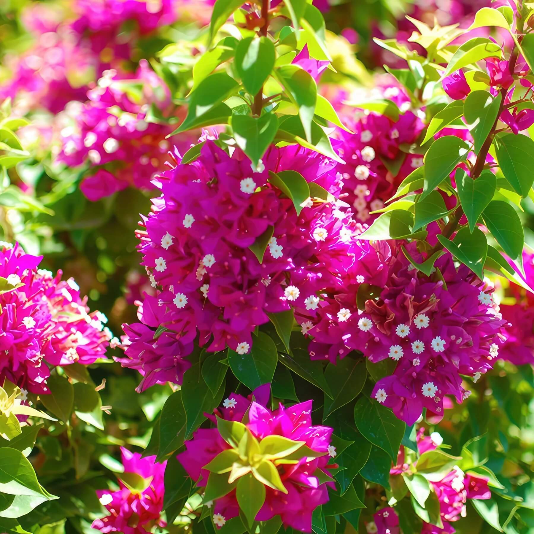 Torch Glow Bougainvillea Seeds - Flower Plant