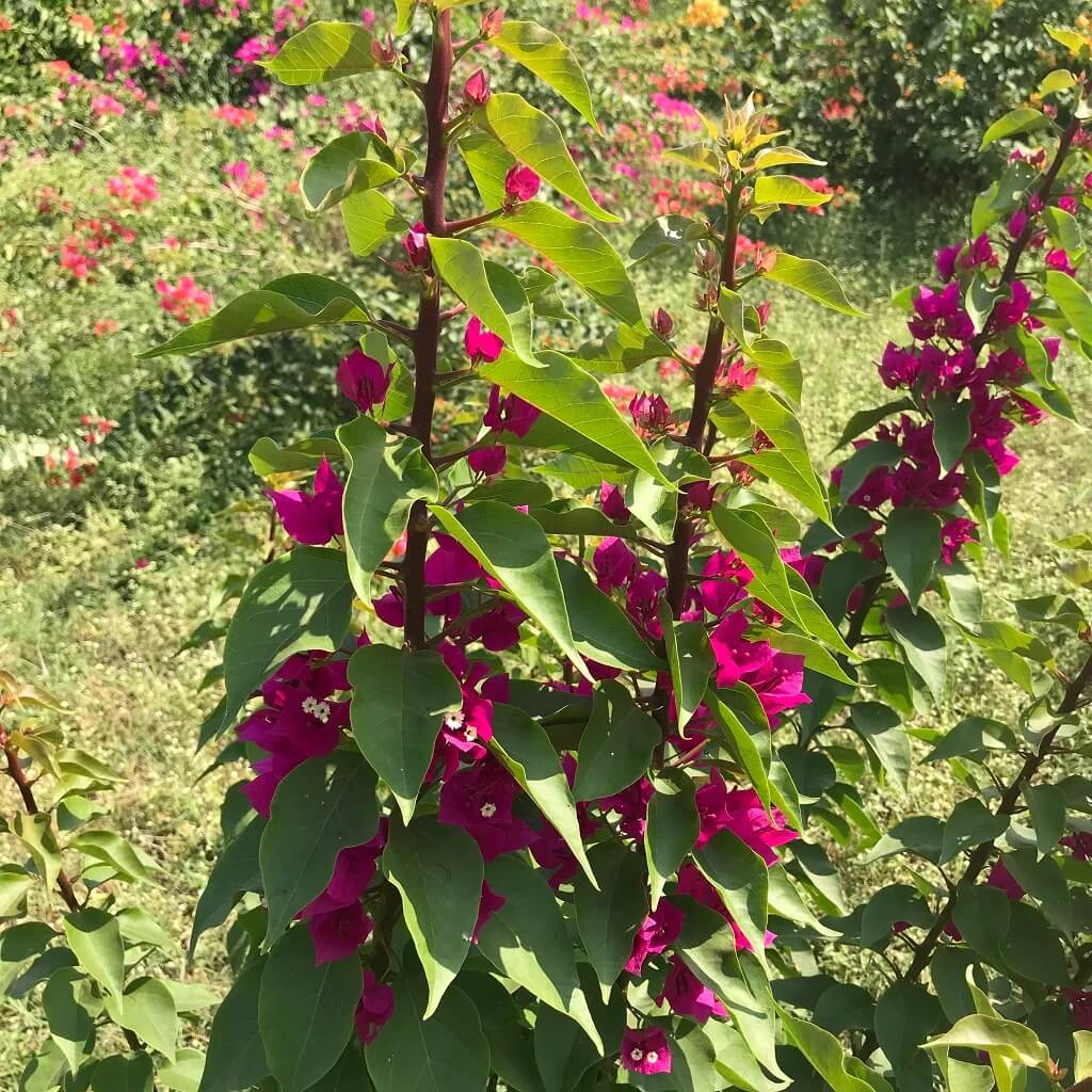 Torch Glow Bougainvillea Seeds - Flower Plant