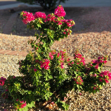 Torch Glow Bougainvillea Seeds - Flower Plant