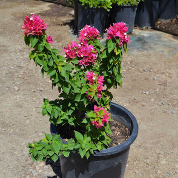 Torch Glow Bougainvillea Seeds - Flower Plant