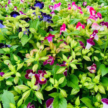 Torenia Seeds – Colorful Displa