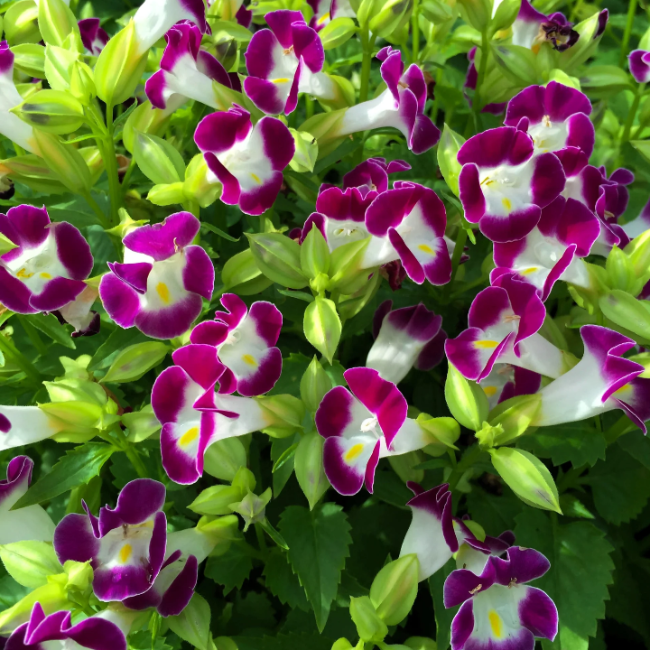 Torenia Seeds – Fournieri
