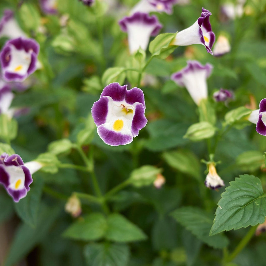 Torenia Seeds – Fournieri
