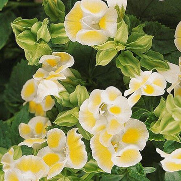 Torenia Seeds – Kauai Lemon Drop
