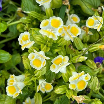 Torenia Seeds – Lemon Drop
