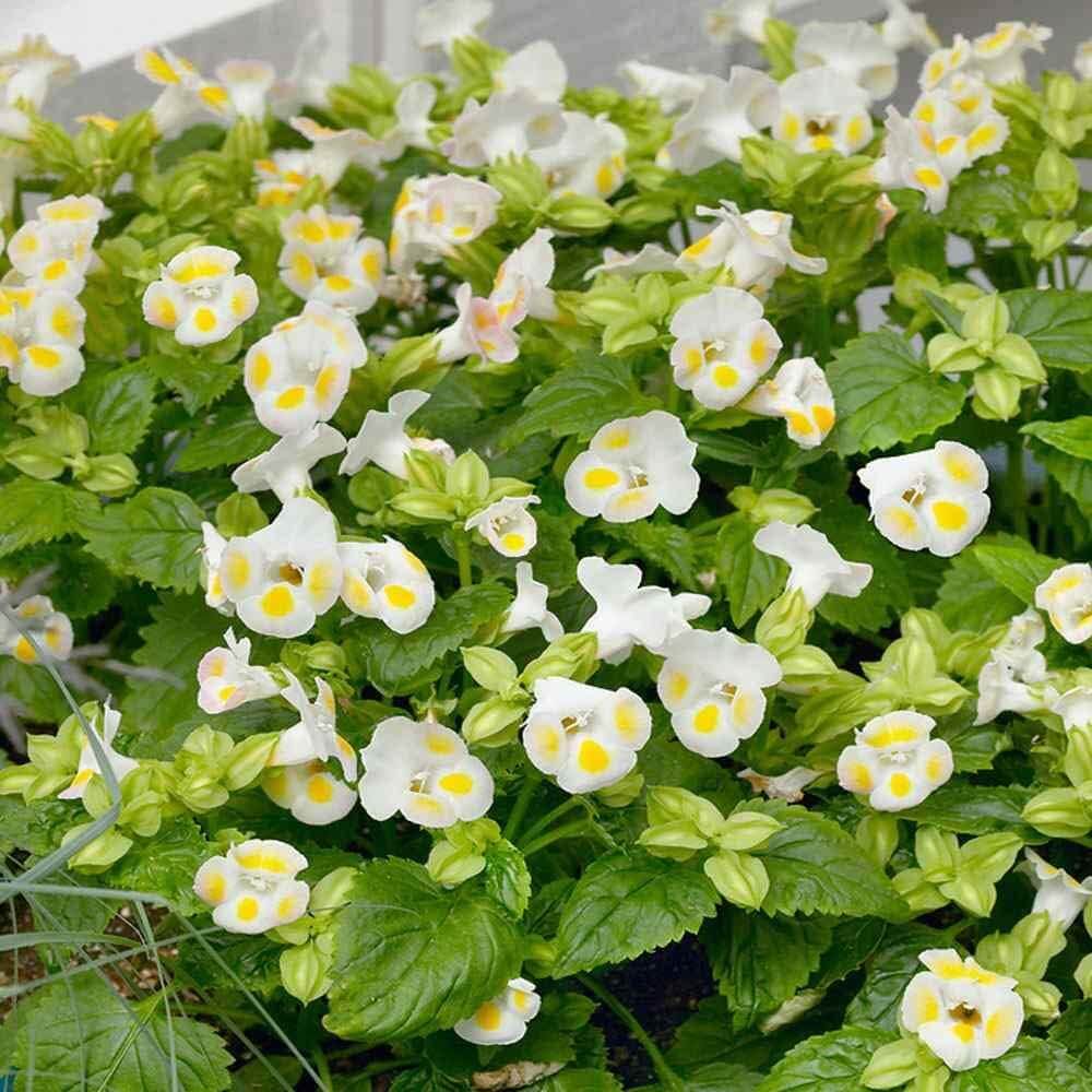 Torenia Seeds – Lemon Drop
