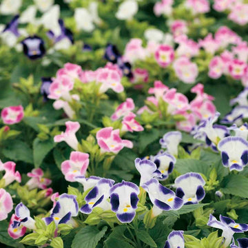 Torenia Seeds – Mixed