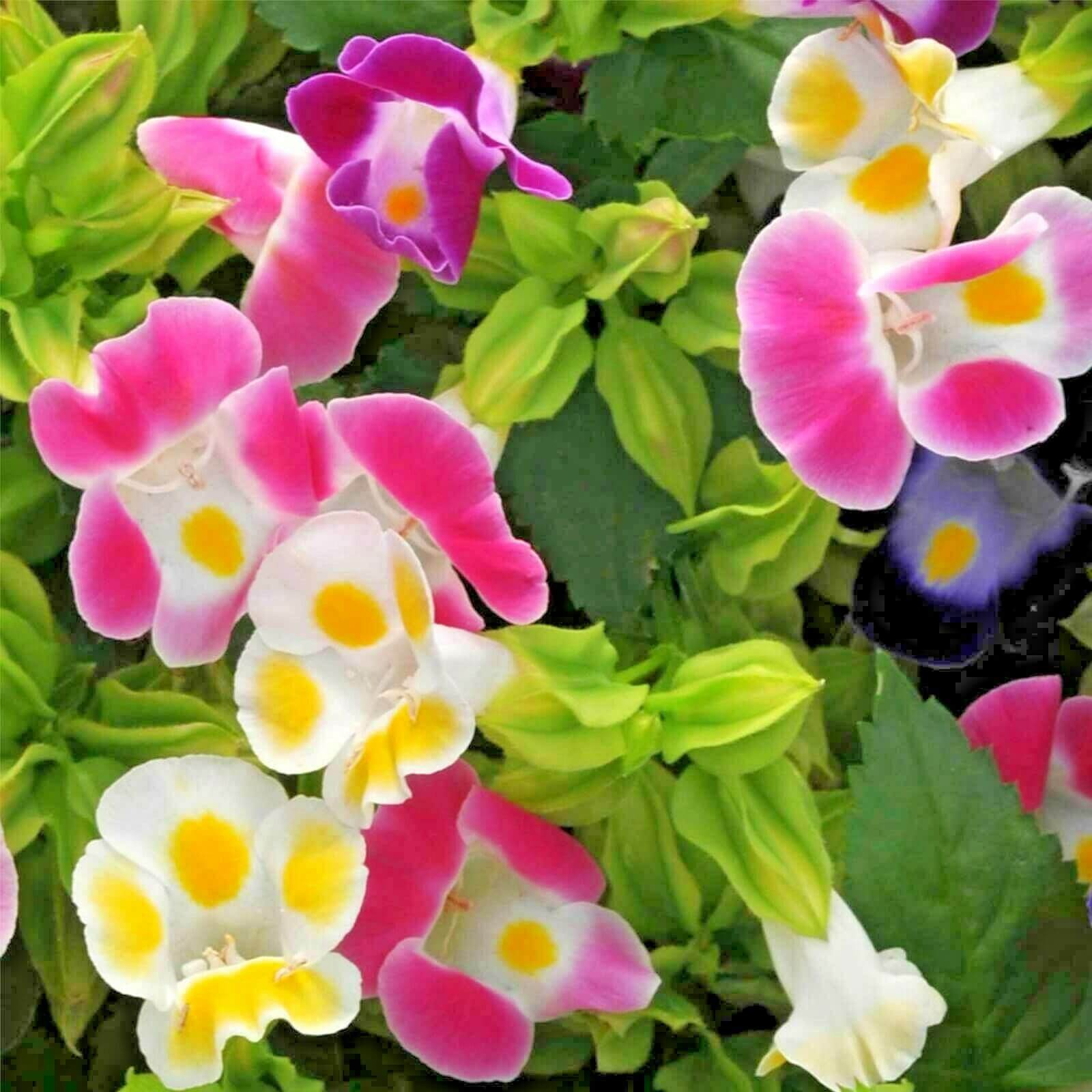 Torenia Seeds – Mixed