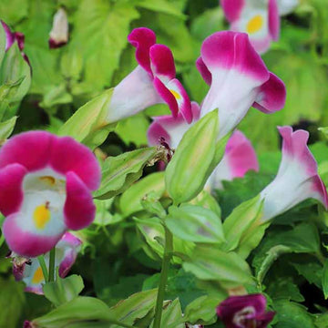 Torenia Seeds – Pink