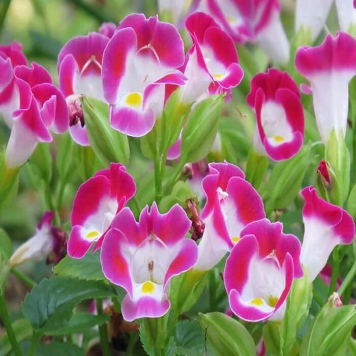 Torenia Seeds – Pink