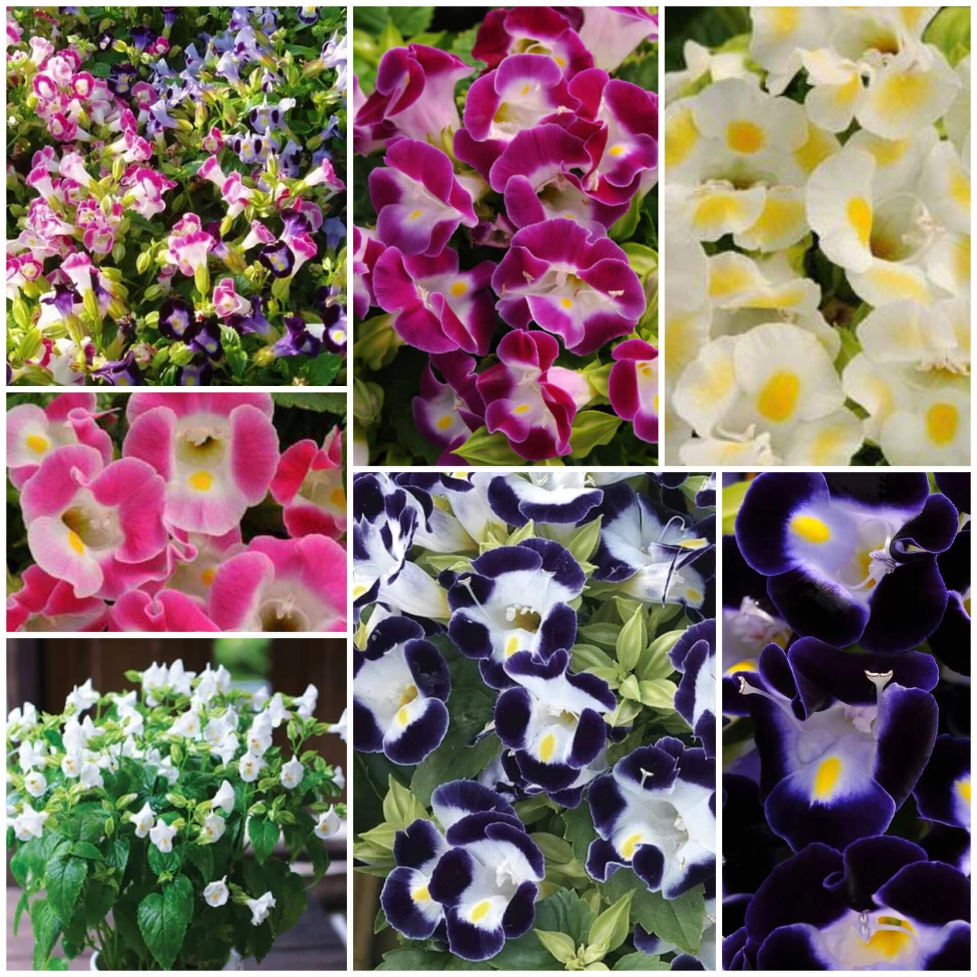 Torenia Seeds - All In One For Home Gardens