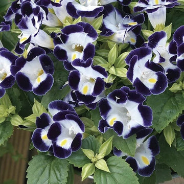 Torenia Seeds - All In One For Home Gardens