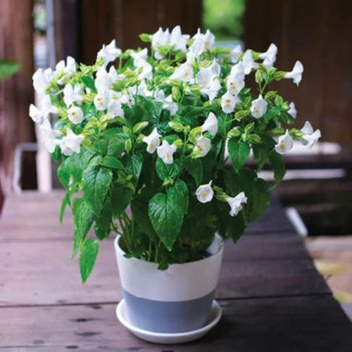 Torenia Seeds - All In One For Home Gardens