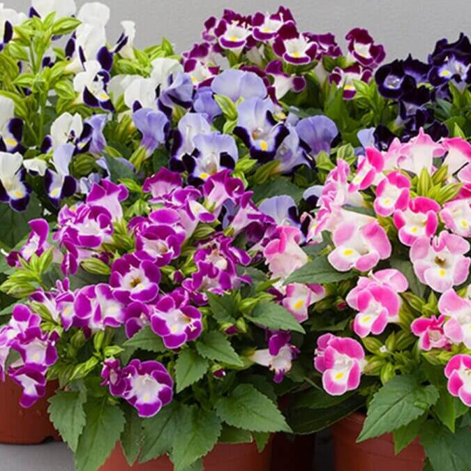 Torenia Seeds – Colorful Displa