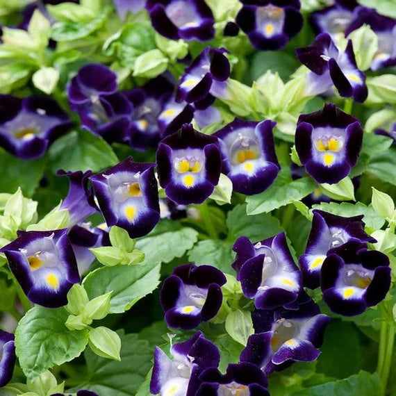 Torenia Seeds – Deep Blue