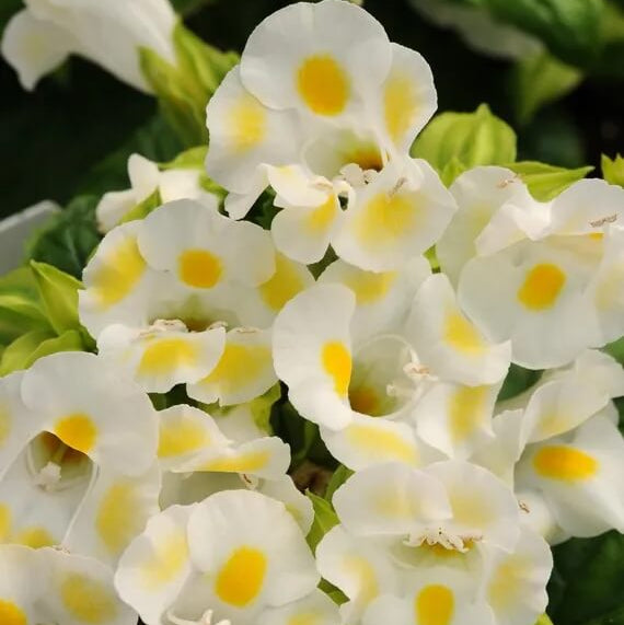 Torenia Seeds – Kauai Lemon Drop
