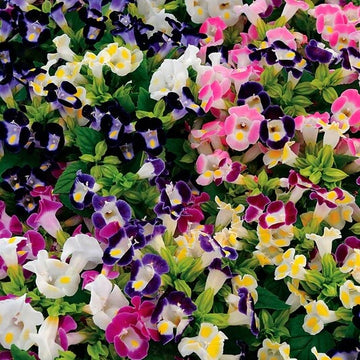 Torenia Seeds – Mixed