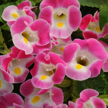 Torenia Seeds – Pink