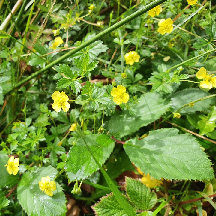 Tormentil Seeds – Hardy Perennial Ground Cover
