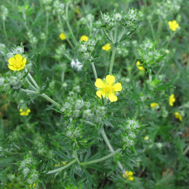 Tormentil Seeds – Hardy Perennial Ground Cover
