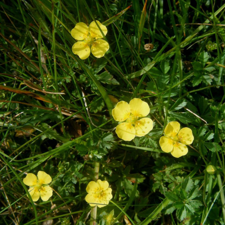 Tormentil Seeds 