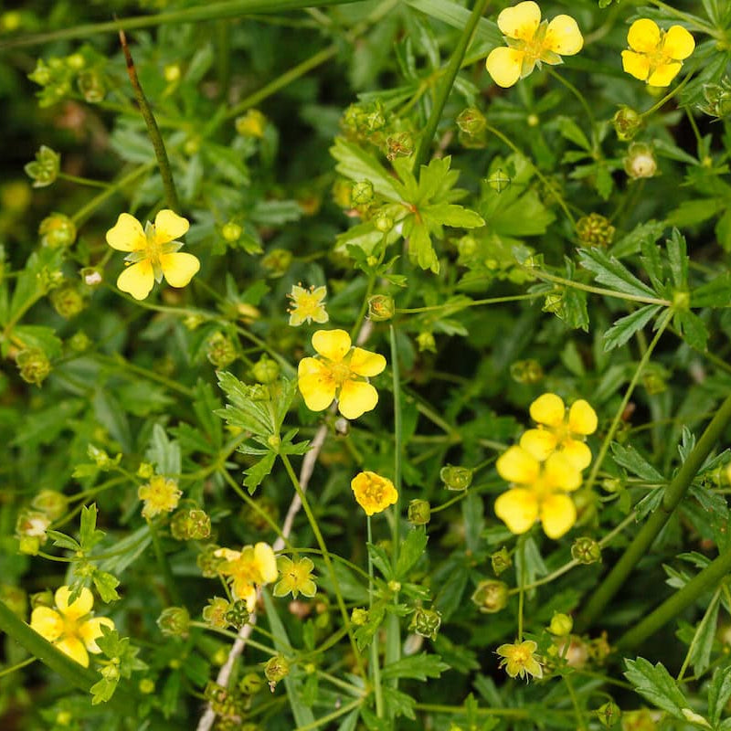 Tormentil Seeds 