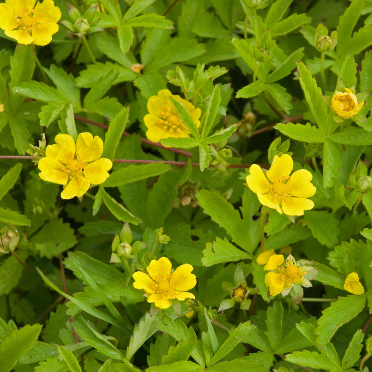 Tormentil Seeds 