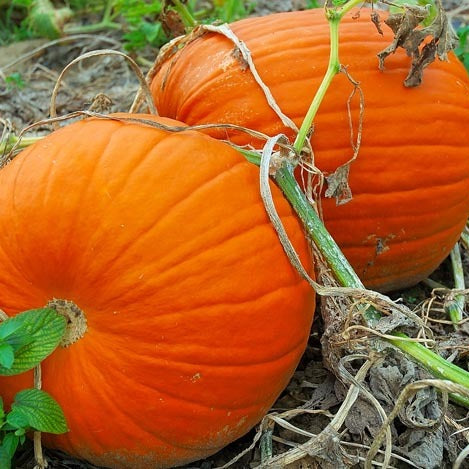 Touch of Autumn Pumpkin Seeds