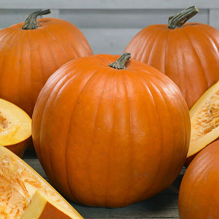 Touch of Autumn Pumpkin Seeds