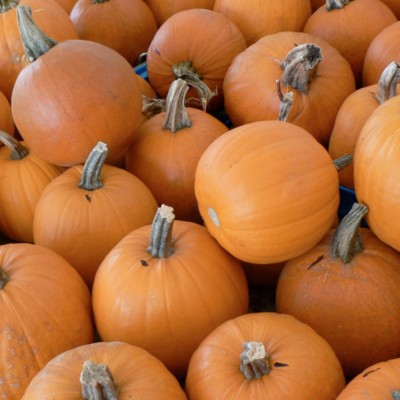 Touch of Autumn Pumpkin Seeds