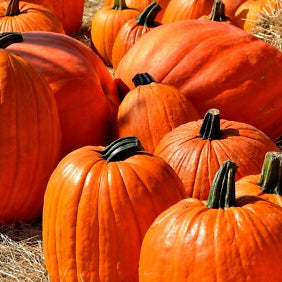 Touch of Autumn Pumpkin Seeds