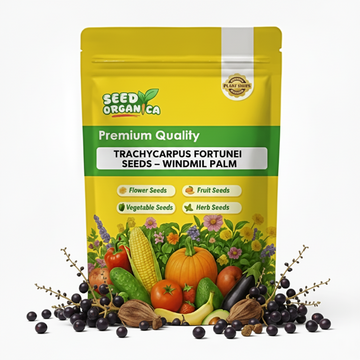 Trachycarpus Fortunei Seeds – Windmill Palm