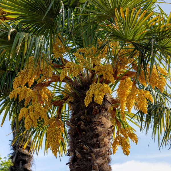 Trachycarpus Fortunei Seeds – Windmill Palm
