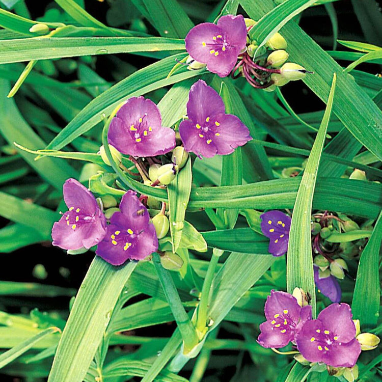 Tradescantia Spiderwort Seeds - All In One For Home Gardens