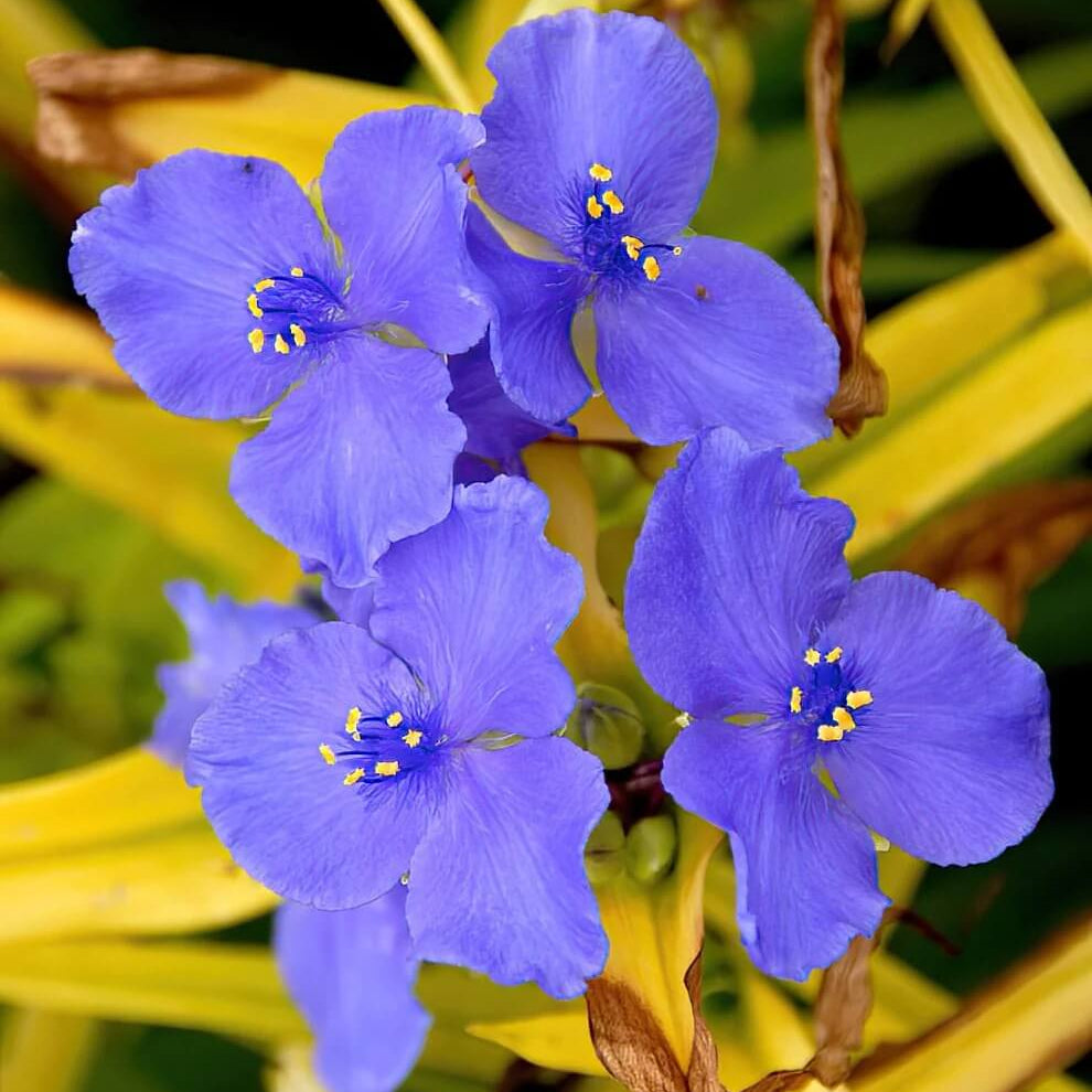 Tradescantia Spiderwort Seeds - All In One For Home Gardens