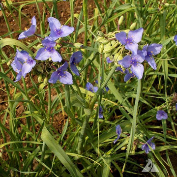 Tradescantia Spiderwort Seeds - All In One For Home Gardens