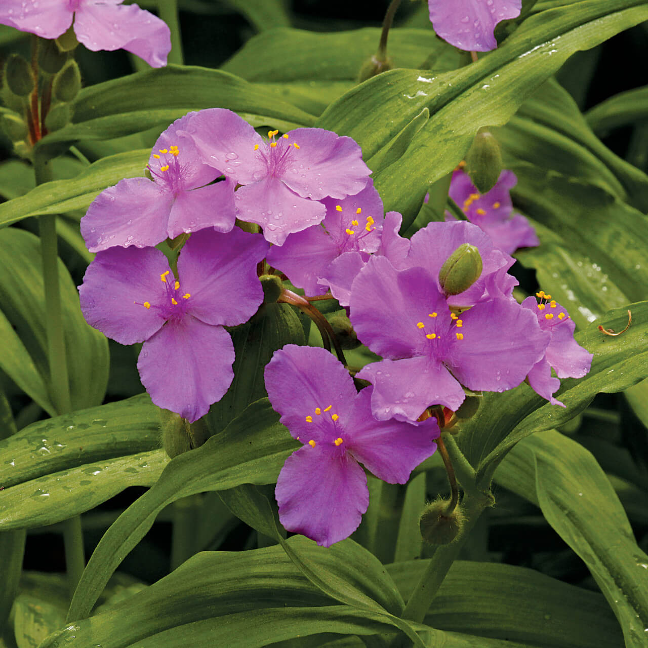 Tradescantia Spiderwort Seeds - All In One For Home Gardens