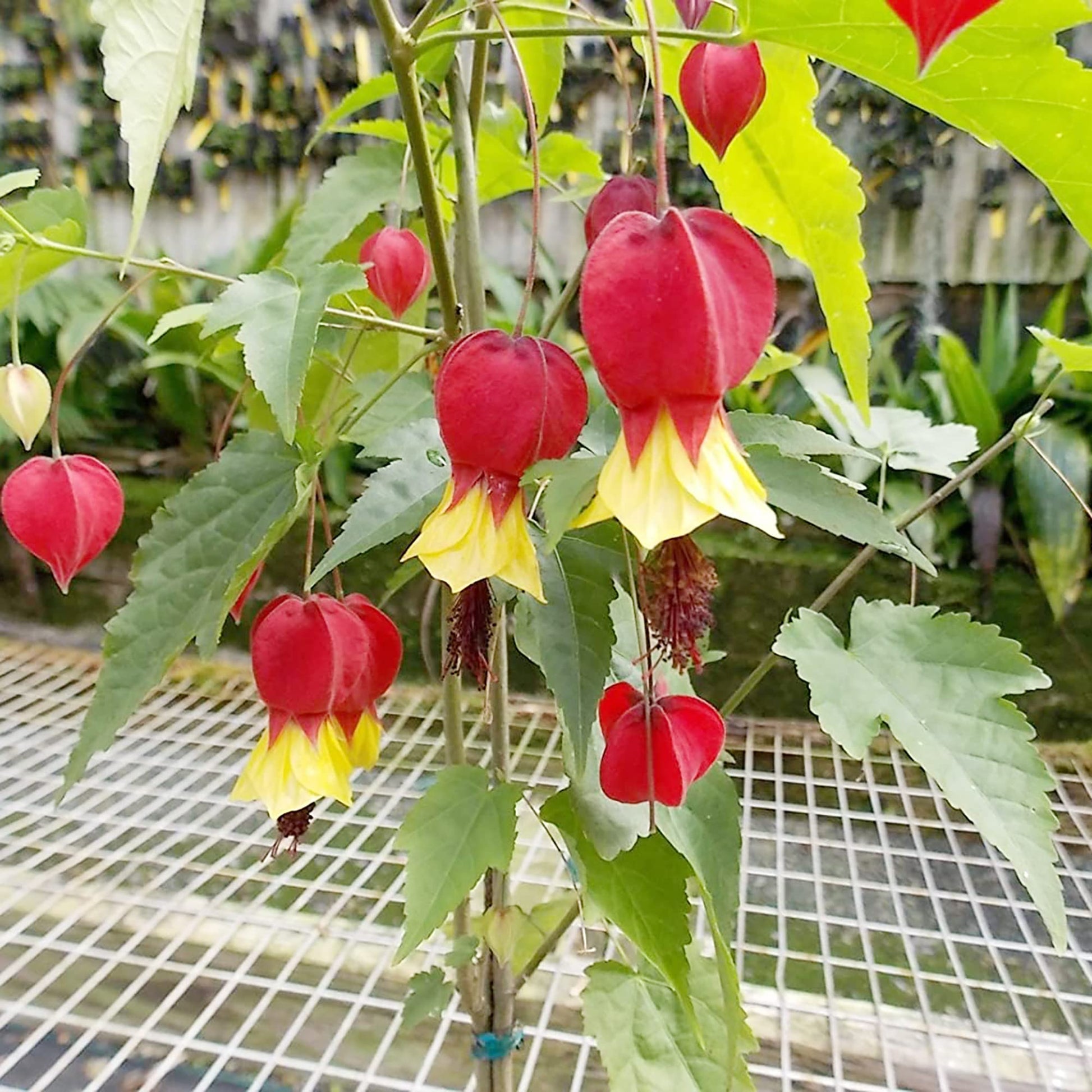Trailing Abutilon Seeds 
