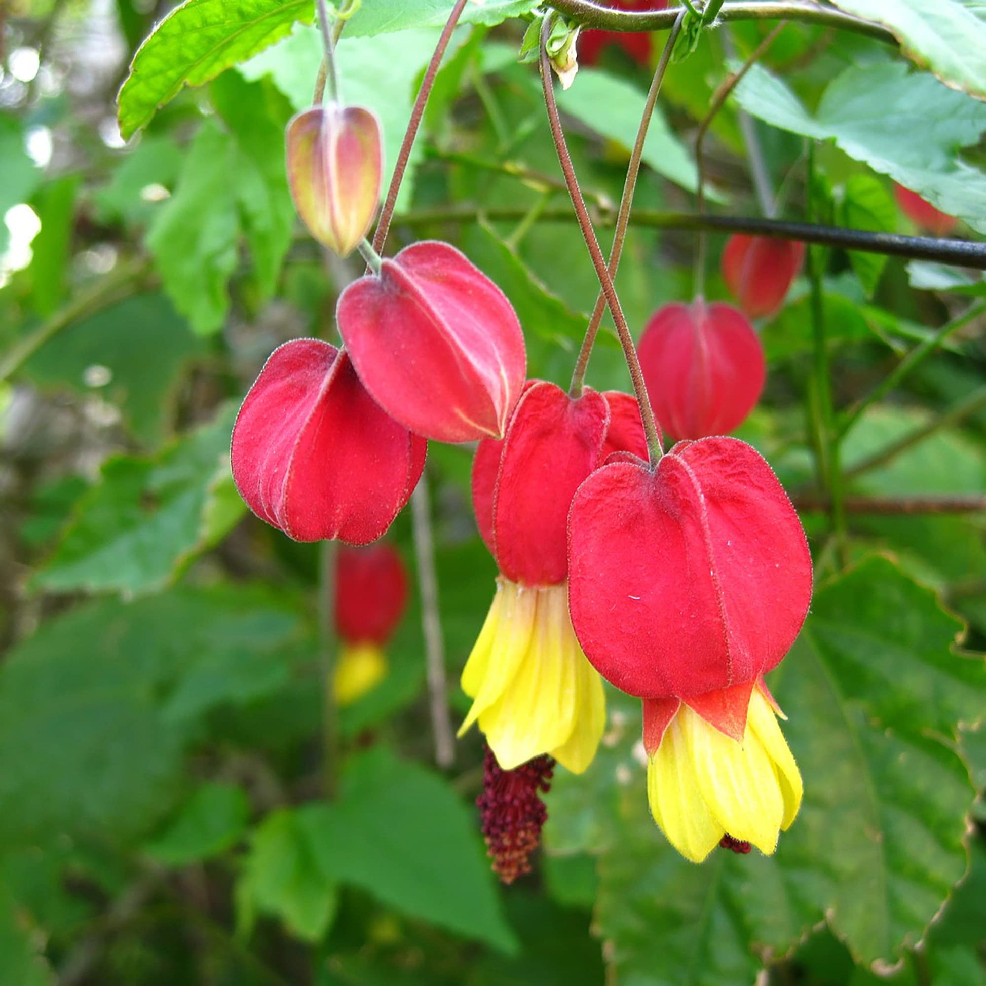 Trailing Abutilon Seeds 