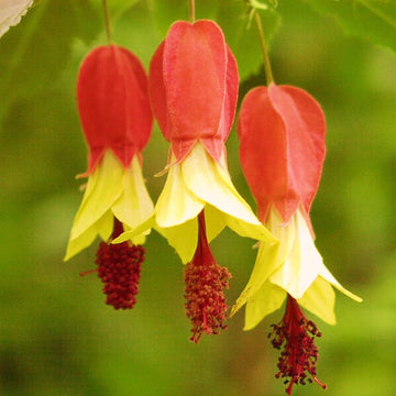 Trailing Abutilon Seeds 