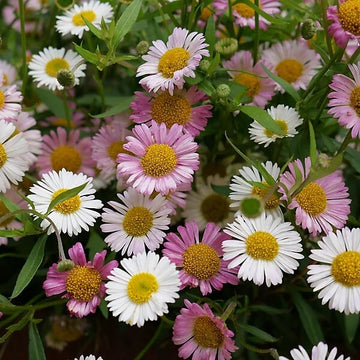 Trailing Daisy Seeds
