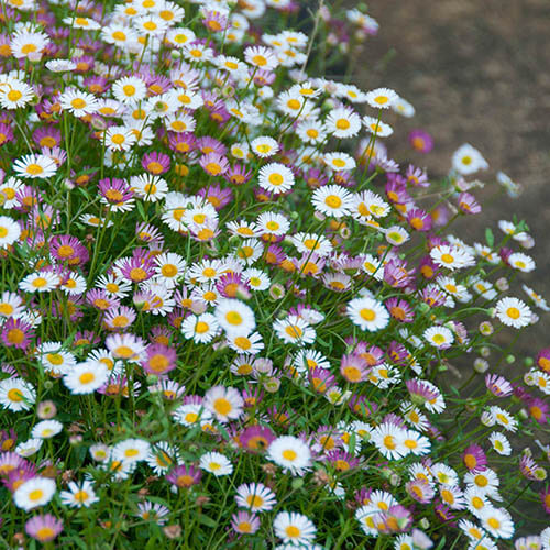 Trailing Daisy Seeds