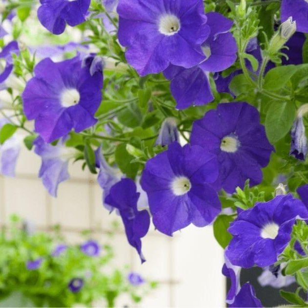 
Trailing Flower Seeds - Flower Plant
