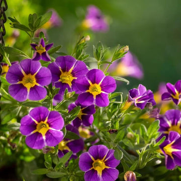 
Trailing Flower Seeds - Flower Plant
