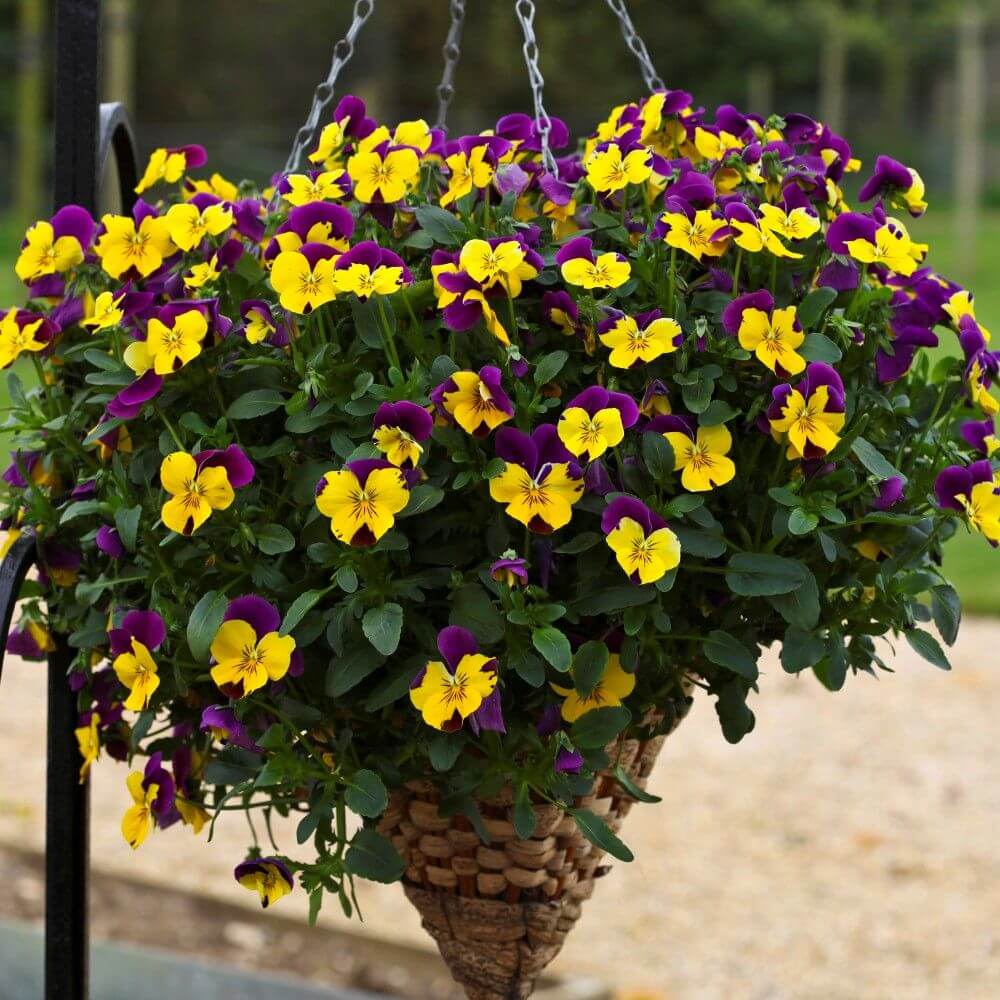 
Trailing Flower Seeds - Flower Plant
