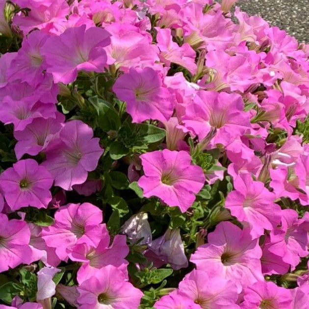 
Trailing Flower Seeds - Flower Plant
