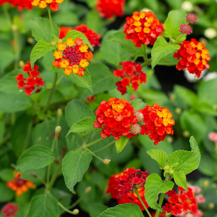 Trailing Lantana Seeds - Flower Plant