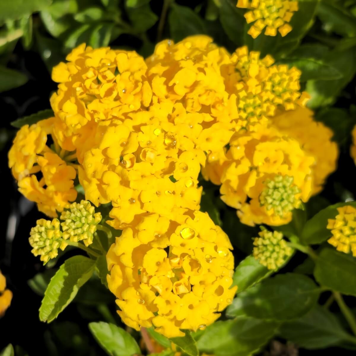 Trailing Lantana Seeds - Flower Plant
