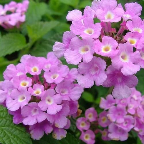 Trailing Lantana Seeds - Flower Plant